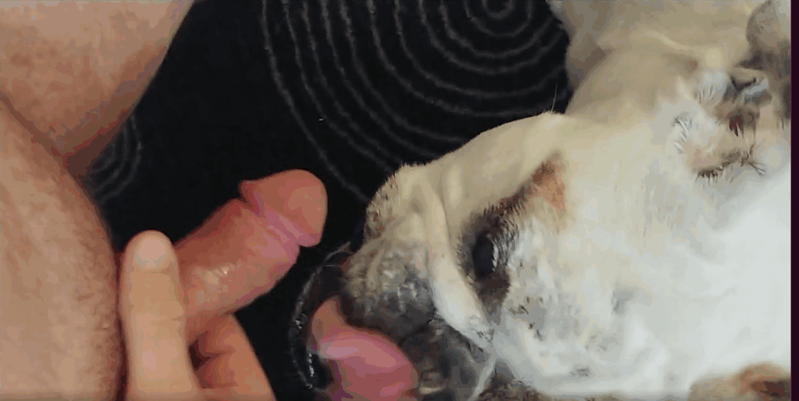 男人的蛋蛋应该被白狗舔