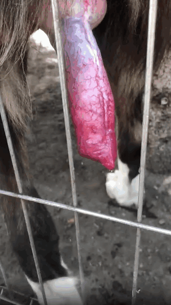 性欲旺盛的男人欣赏狗的美味阴茎并渴望性爱